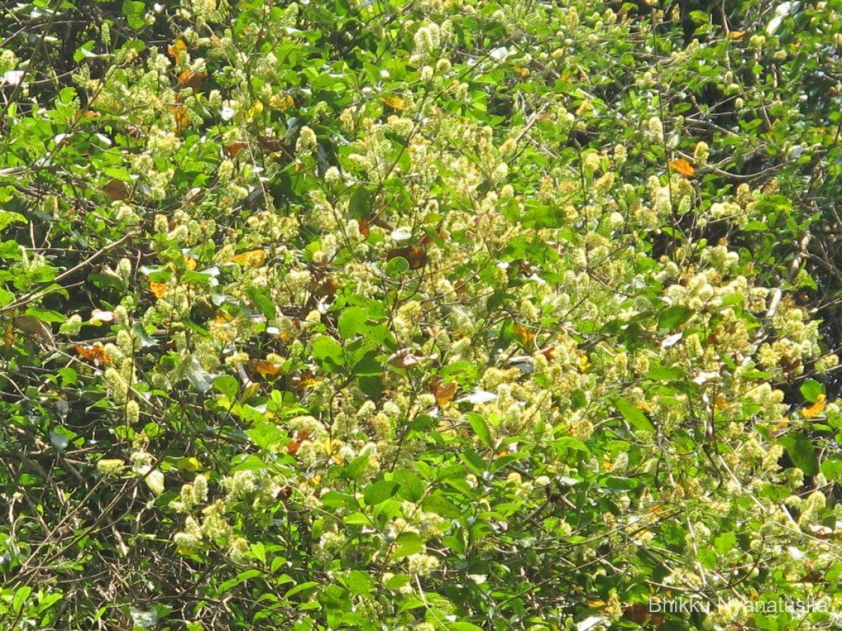 Combretum albidum G.DonRoxb. ex G.Don